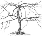 Grapes before they are pruned